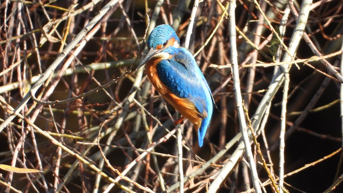 Зимородок - ML646850542