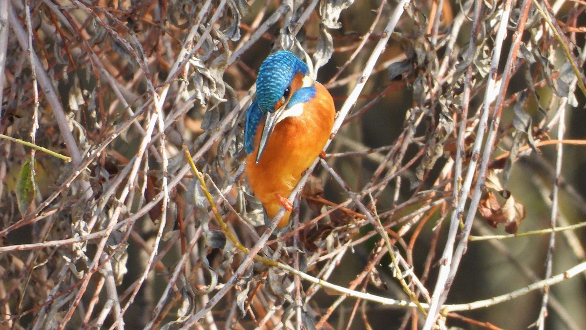 Зимородок - ML646850543