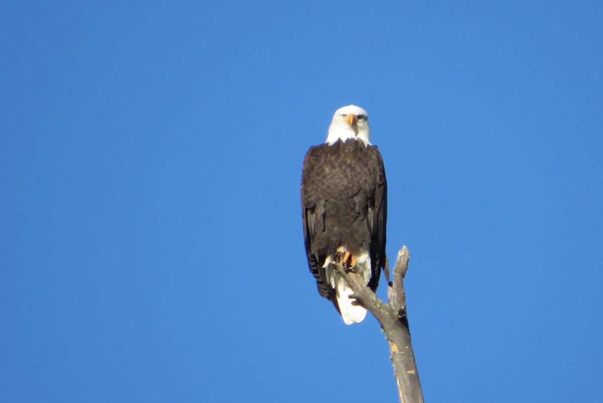 Bald Eagle - ML646850544