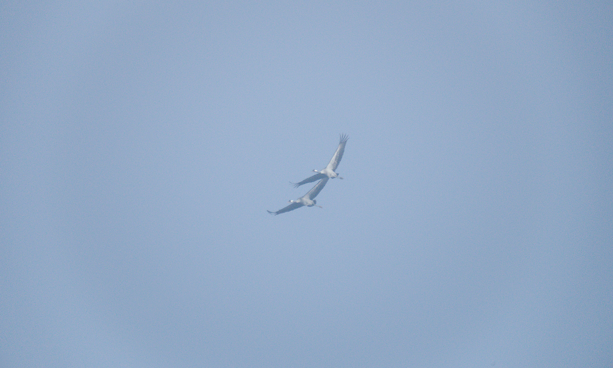 עגור אפור - ML646850545