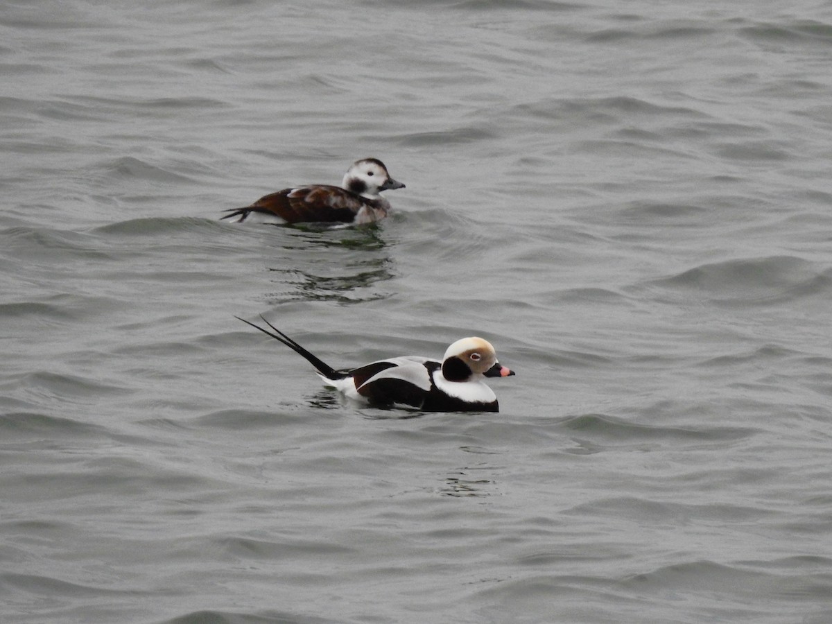 havelle - ML646850546