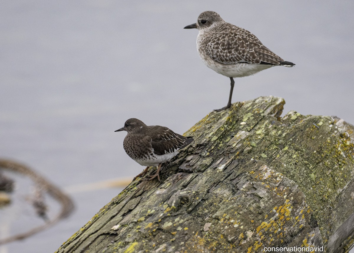 Harri-iraulari iluna - ML646850550