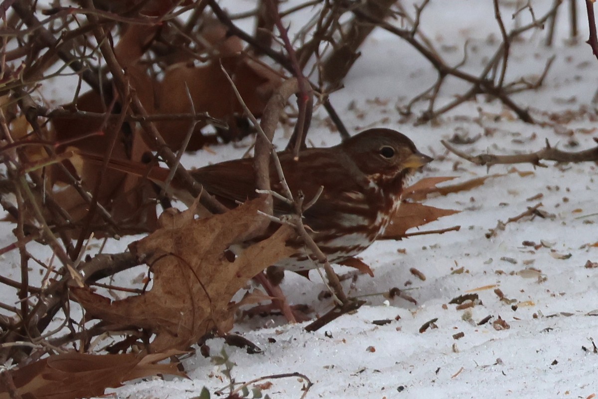 Fox Sparrow (Red) - ML646850553