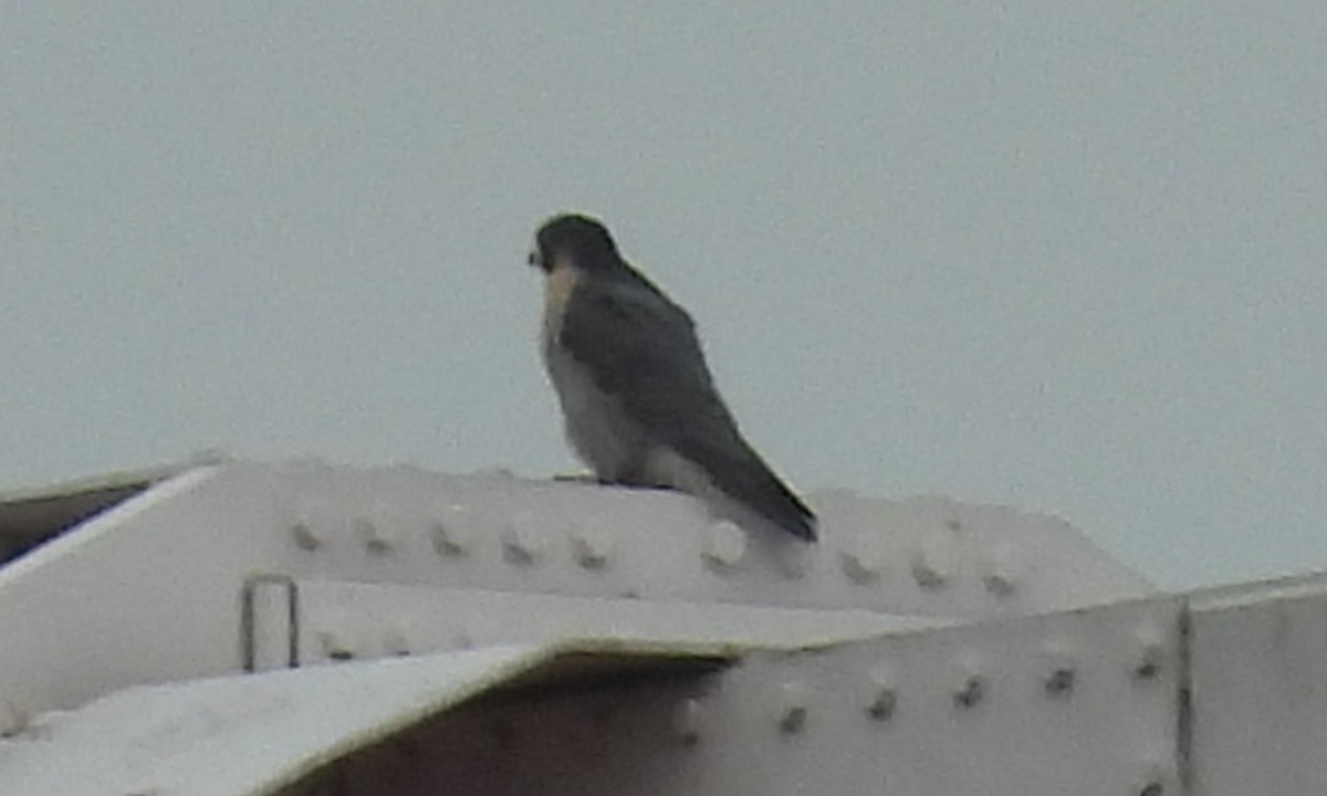 Peregrine Falcon - ML646850554