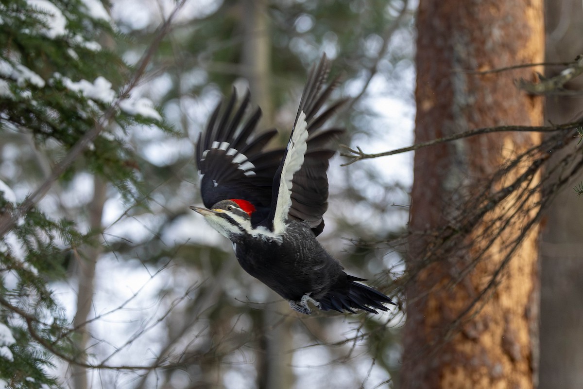 Pileated Woodpecker - ML646850555