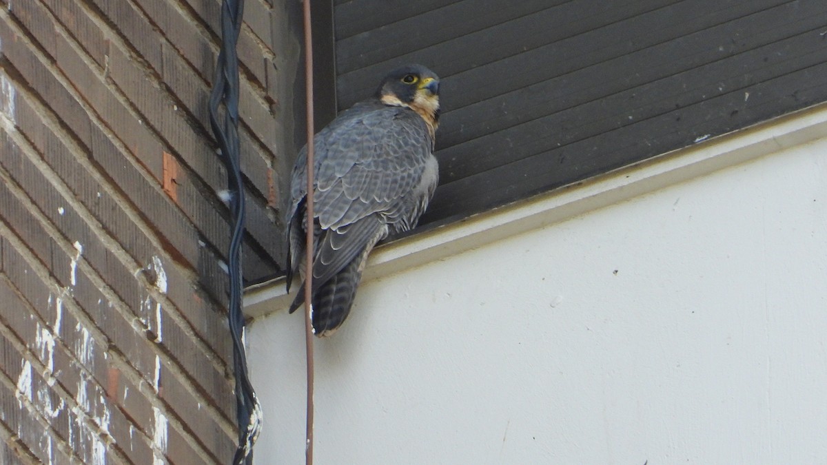 Peregrine Falcon - ML646850556