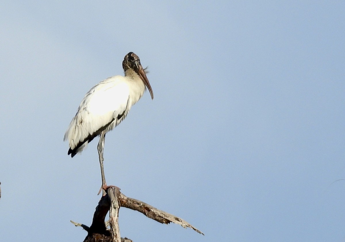 Wood Stork - ML646850557