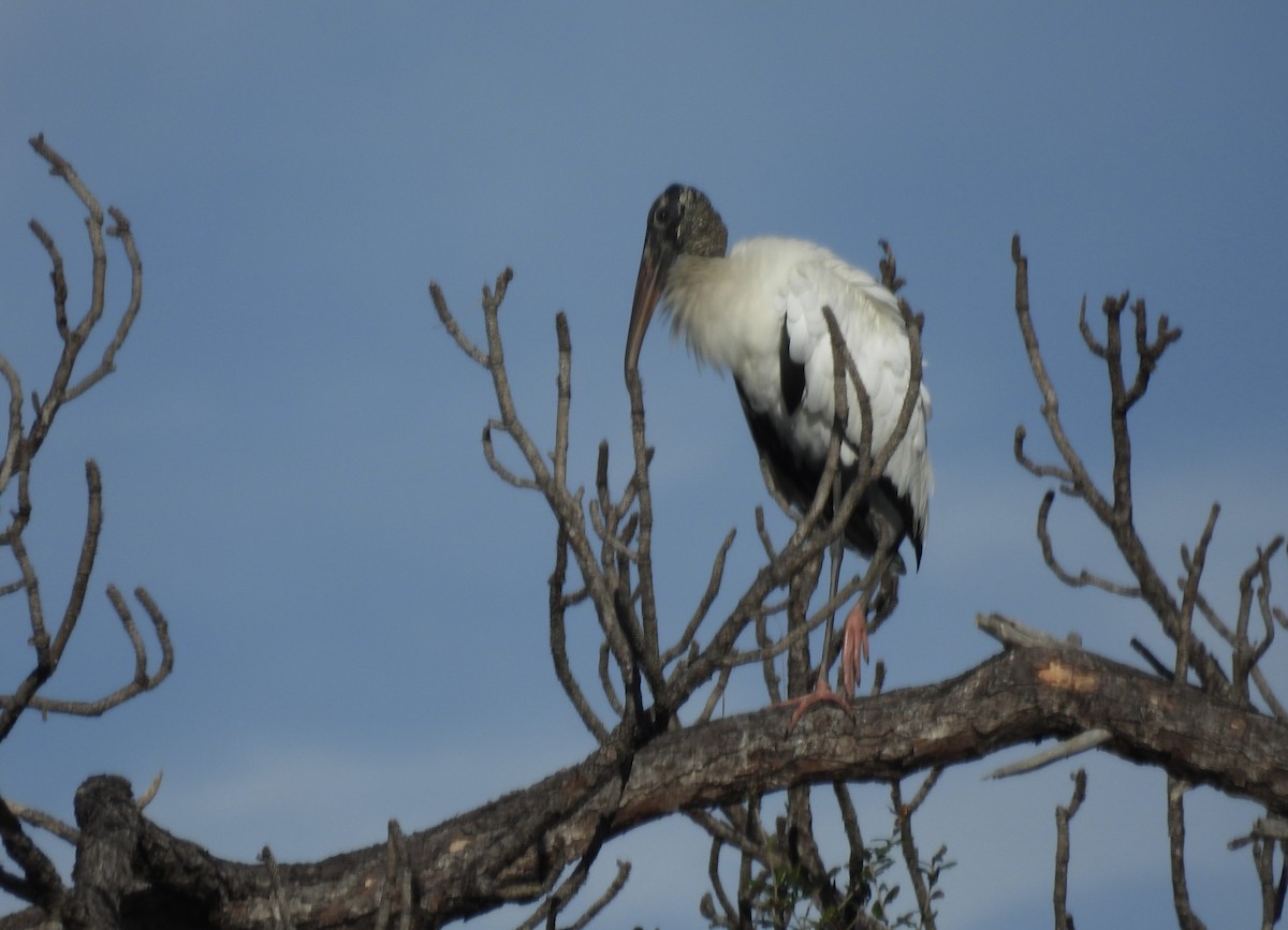 Wood Stork - ML646850558