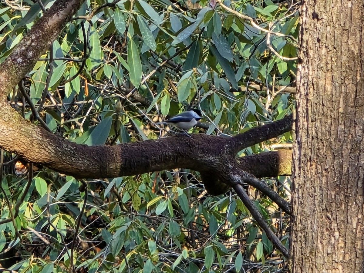 Каролинская гаичка - ML646850559