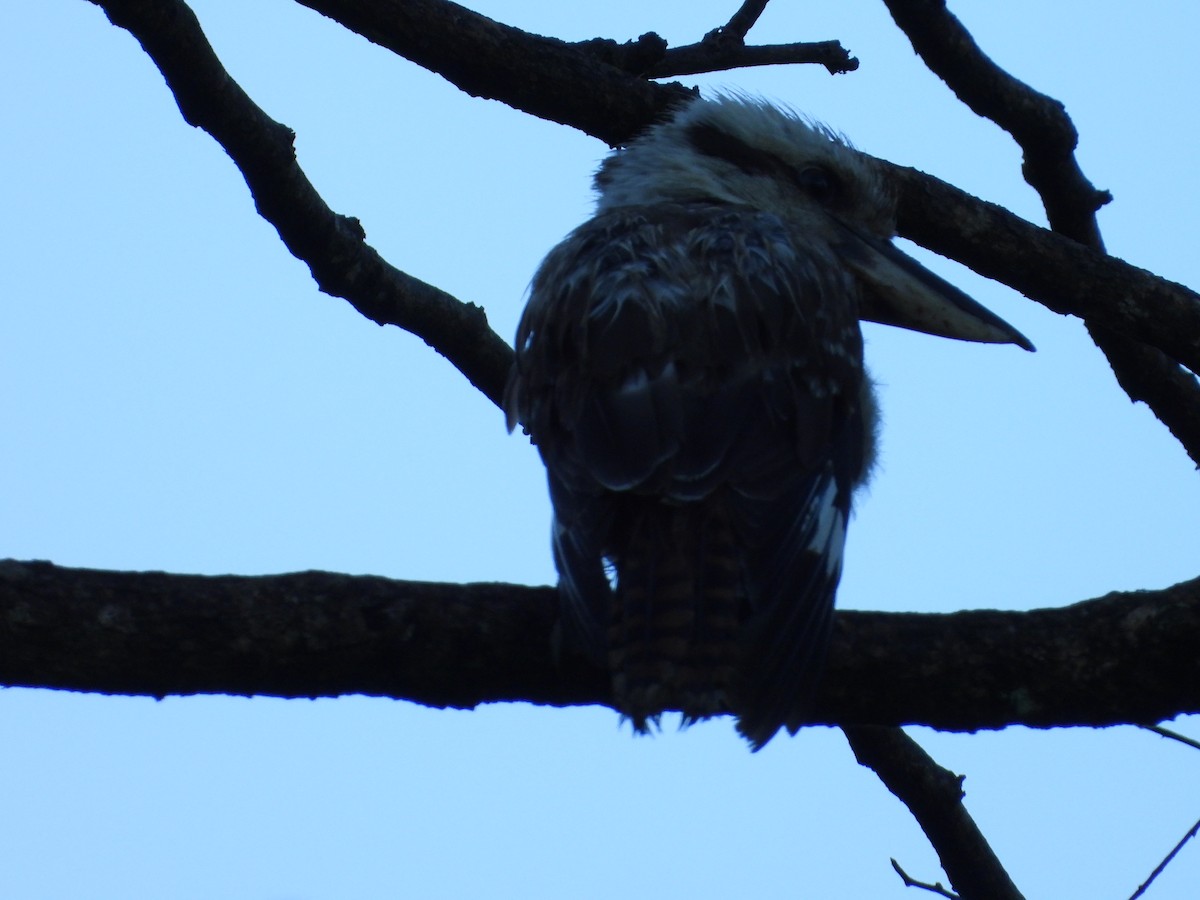 ワライカワセミ - ML646850561