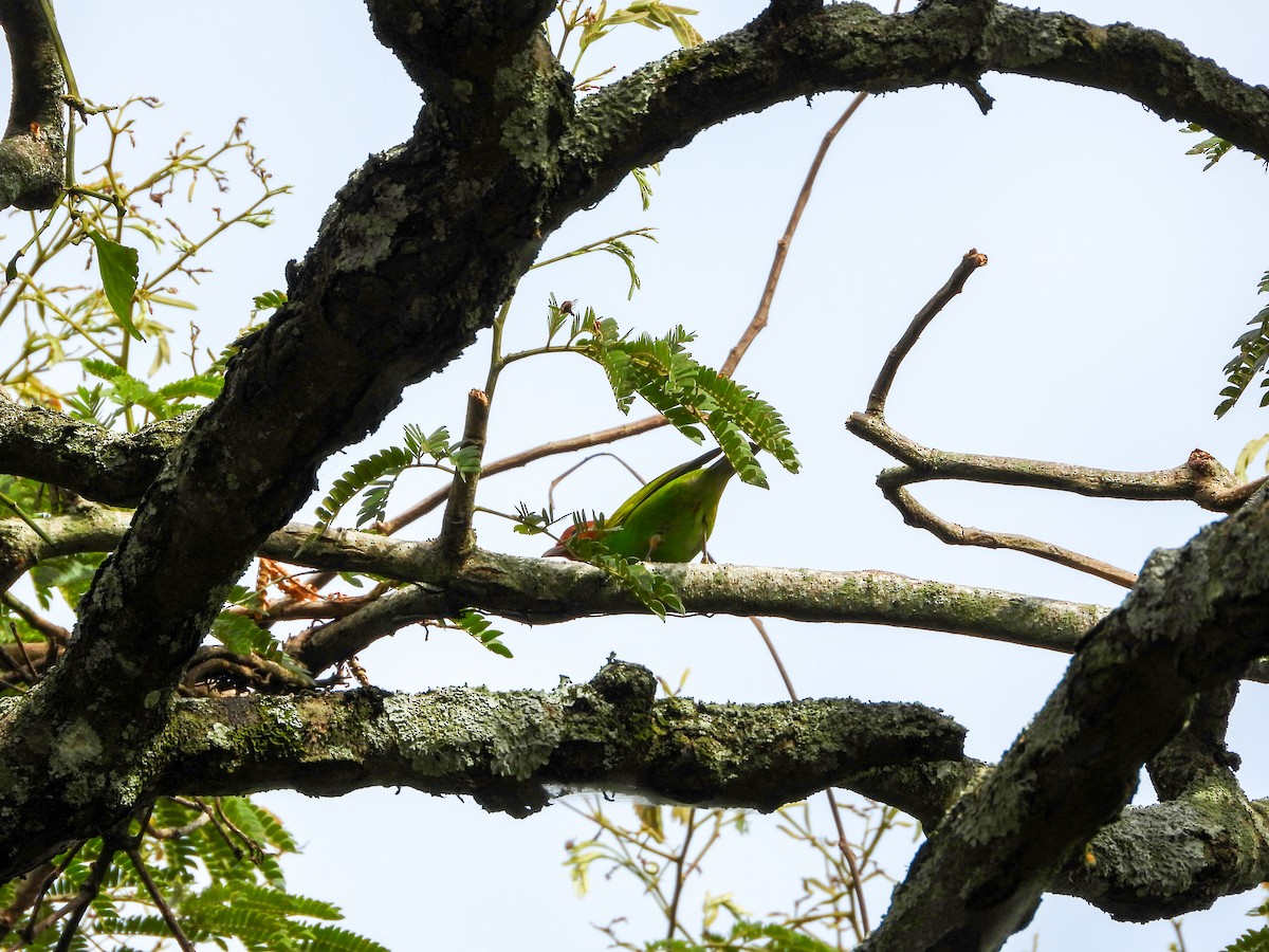 チャガシラフウキンチョウ - ML646850562