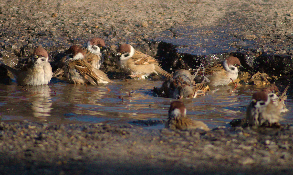 דרור הרים - ML646850564
