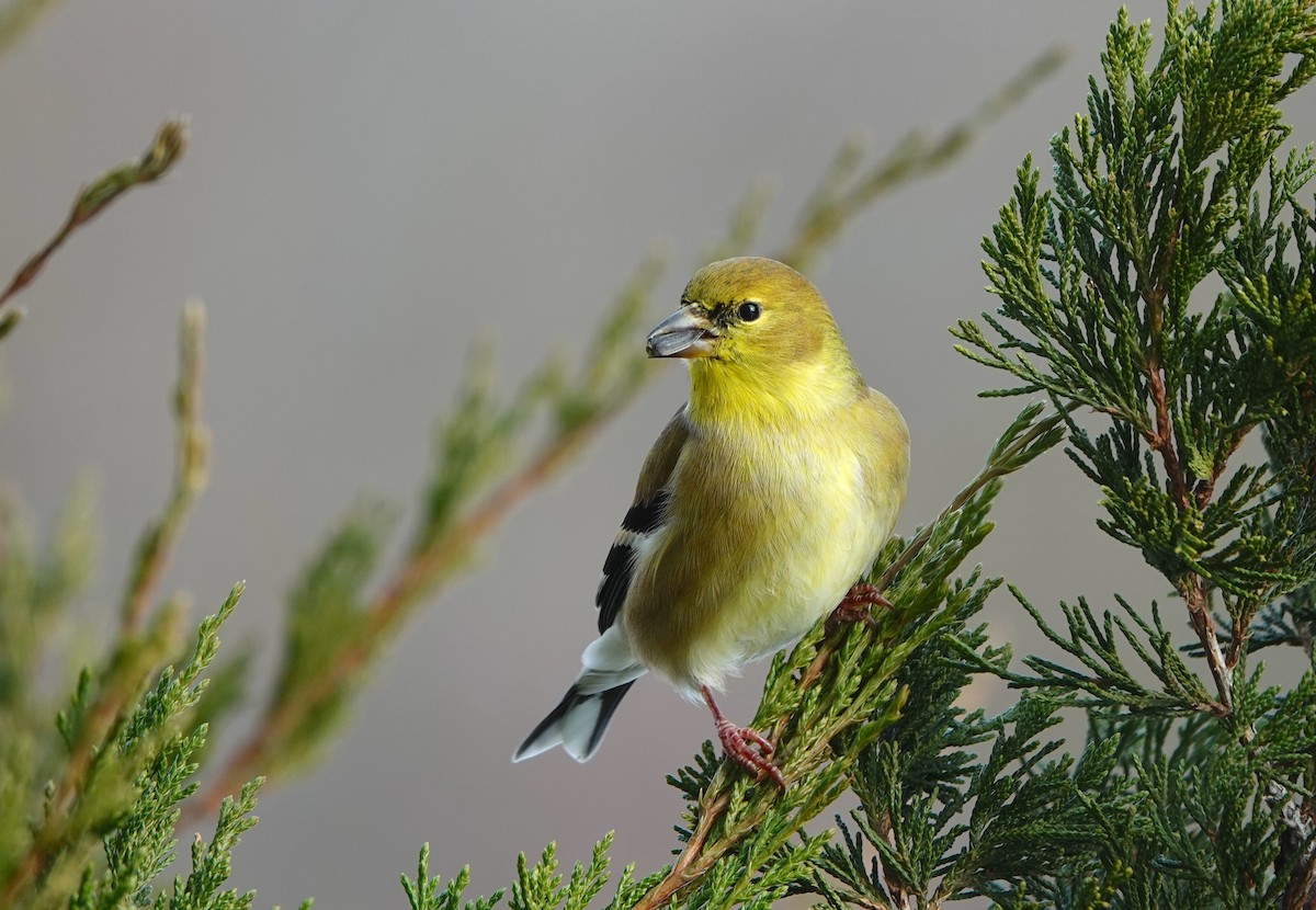 gulstillits - ML646850566