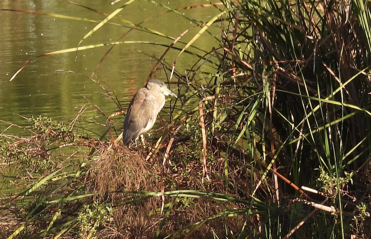 Black-crowned Night Heron - ML646850568