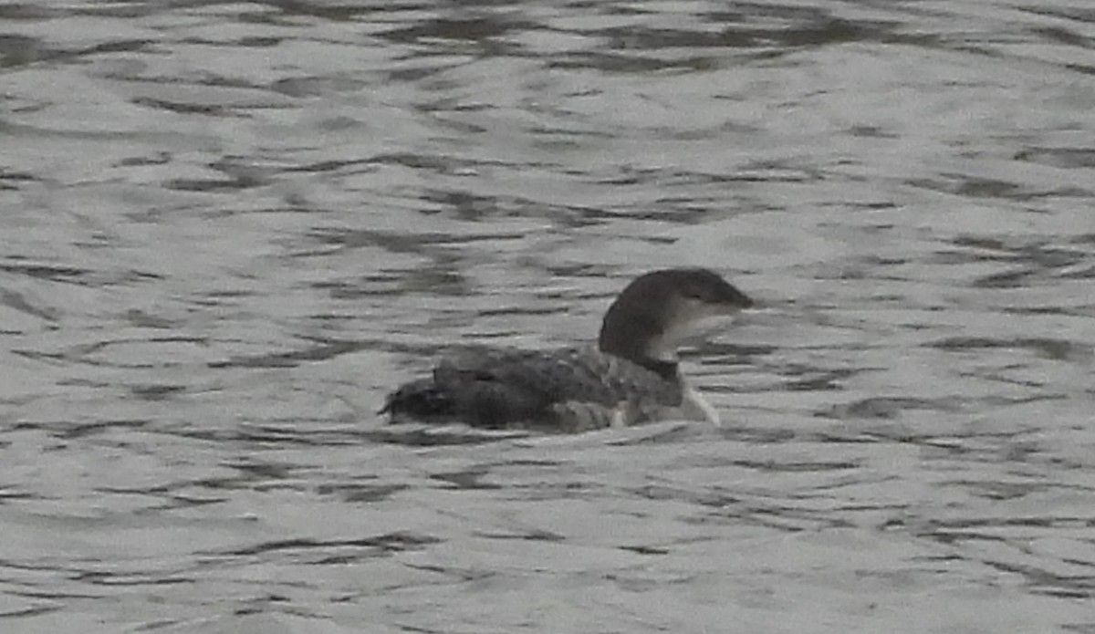 Гагара полярна - ML646850569