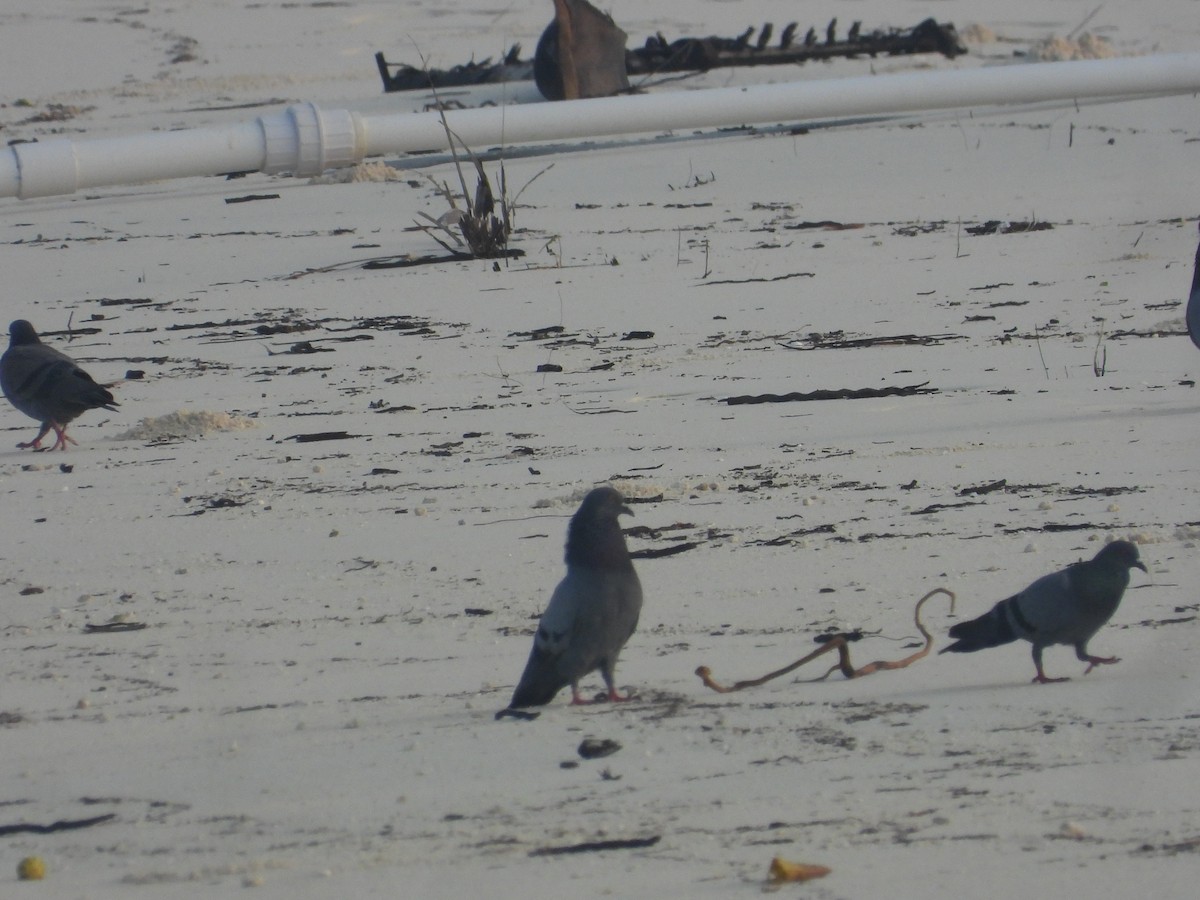 Rock Pigeon (Feral Pigeon) - ML646850573