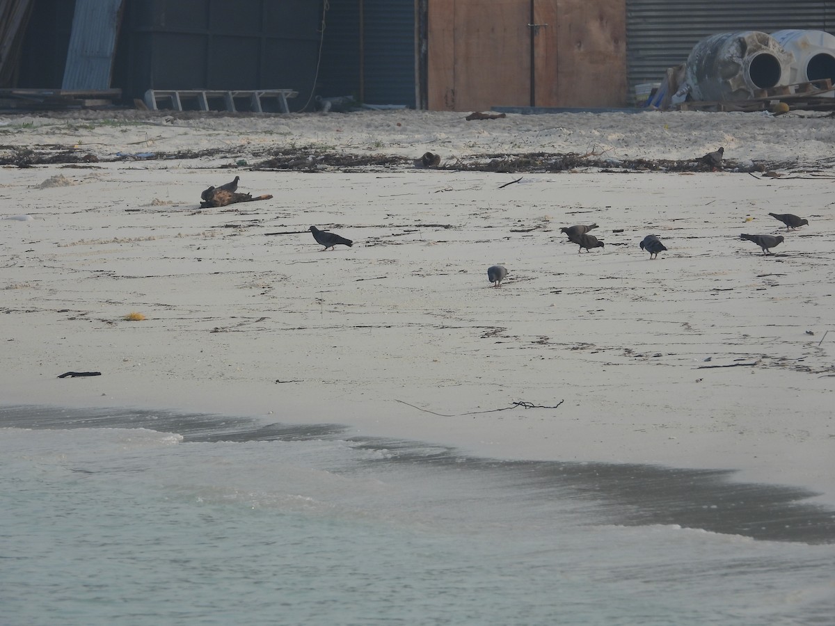 Rock Pigeon (Feral Pigeon) - ML646850574