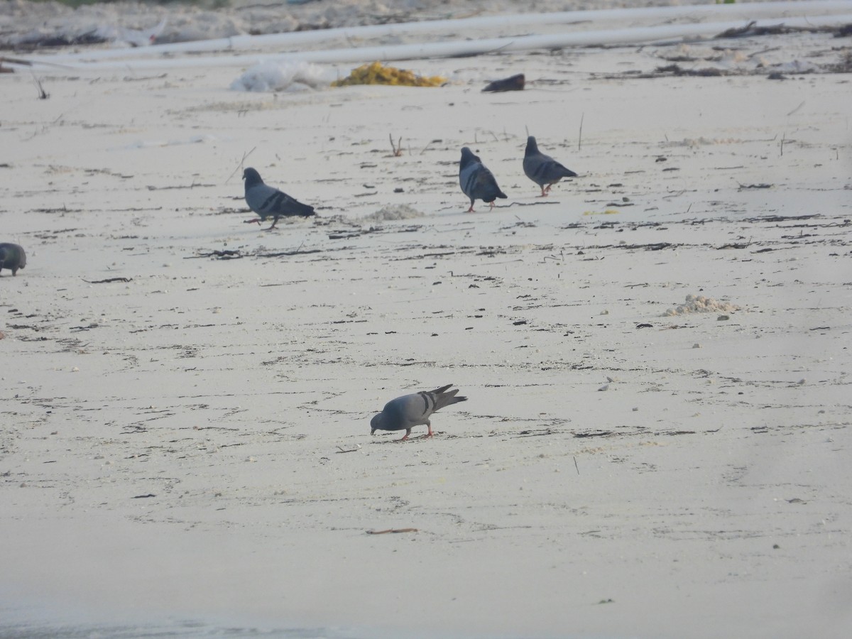 Rock Pigeon (Feral Pigeon) - ML646850576