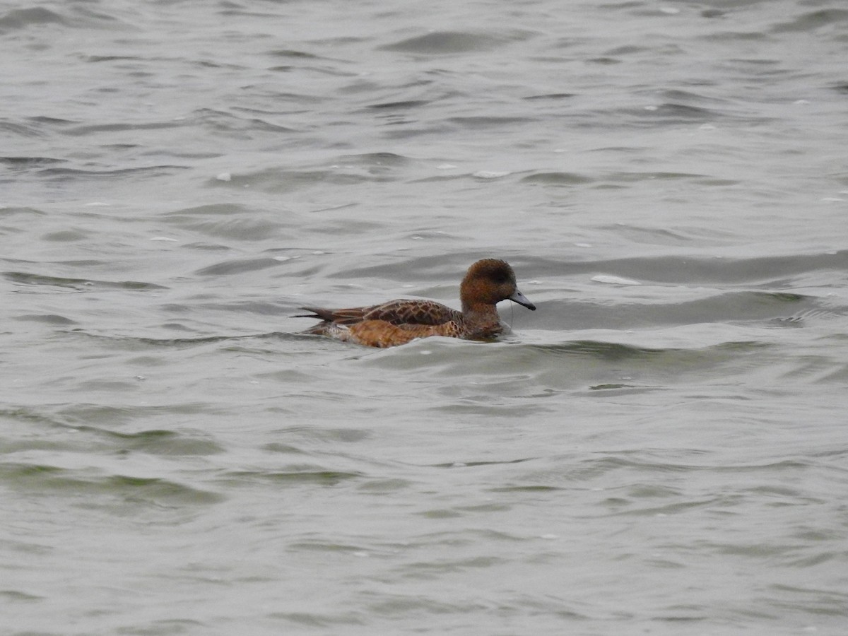 brunnakke - ML646850577