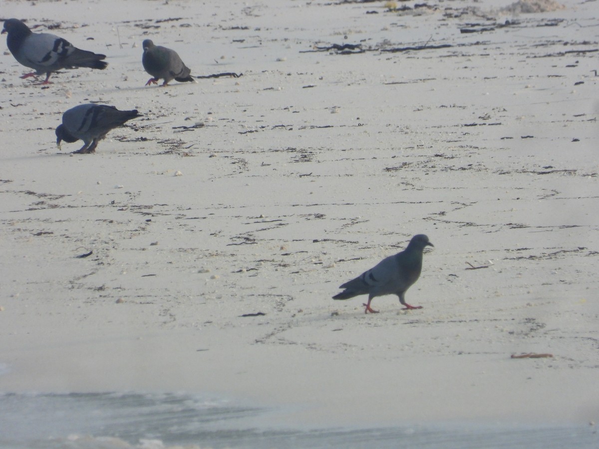 Rock Pigeon (Feral Pigeon) - ML646850578