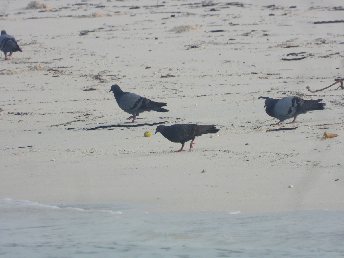 Rock Pigeon (Feral Pigeon) - ML646850579