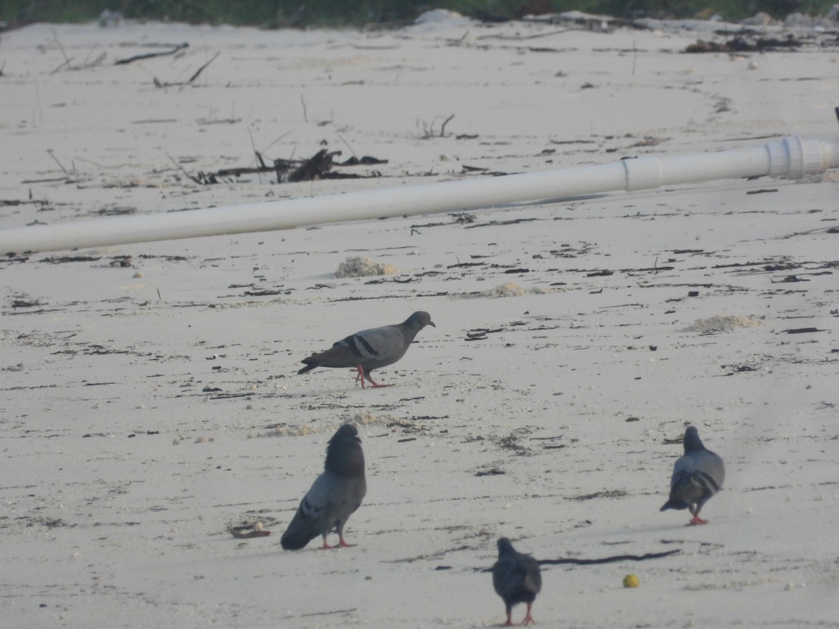 Rock Pigeon (Feral Pigeon) - ML646850580