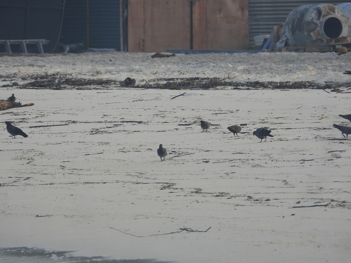 Rock Pigeon (Feral Pigeon) - ML646850581