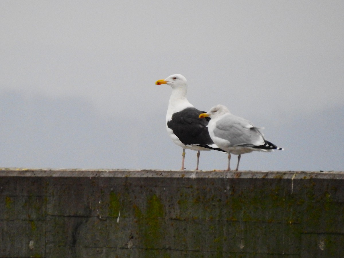 svartbak - ML646850583