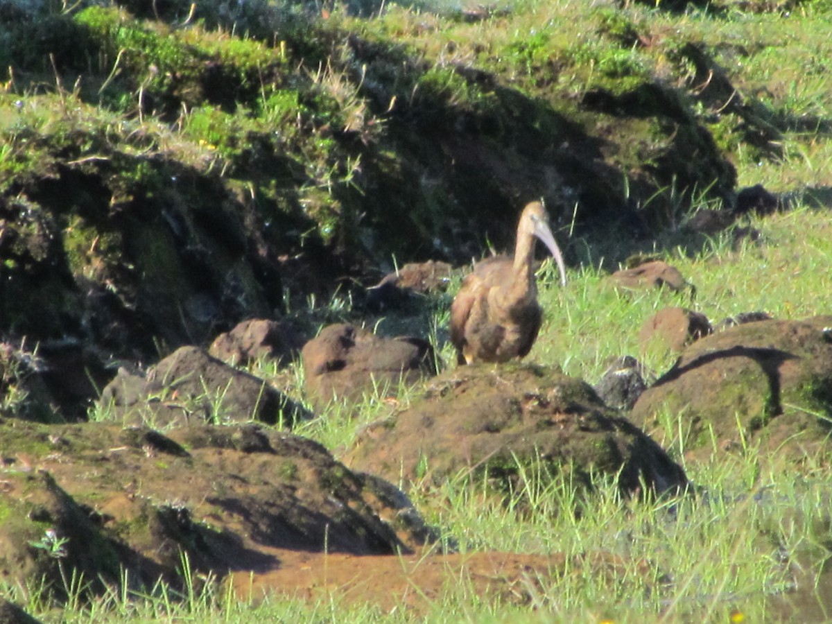 Glossy Ibis - ML646850585