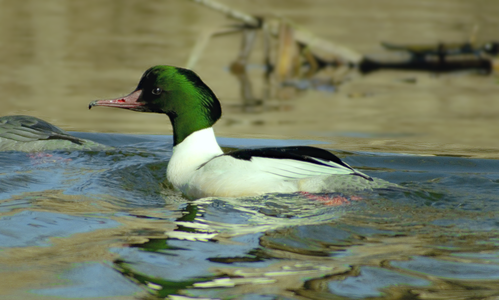 מרגון גדול - ML646850587