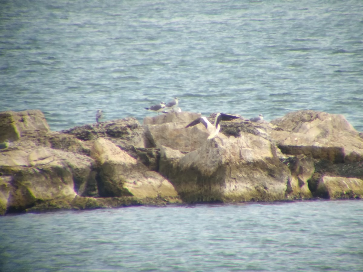 Красноногая олуша - ML646850588