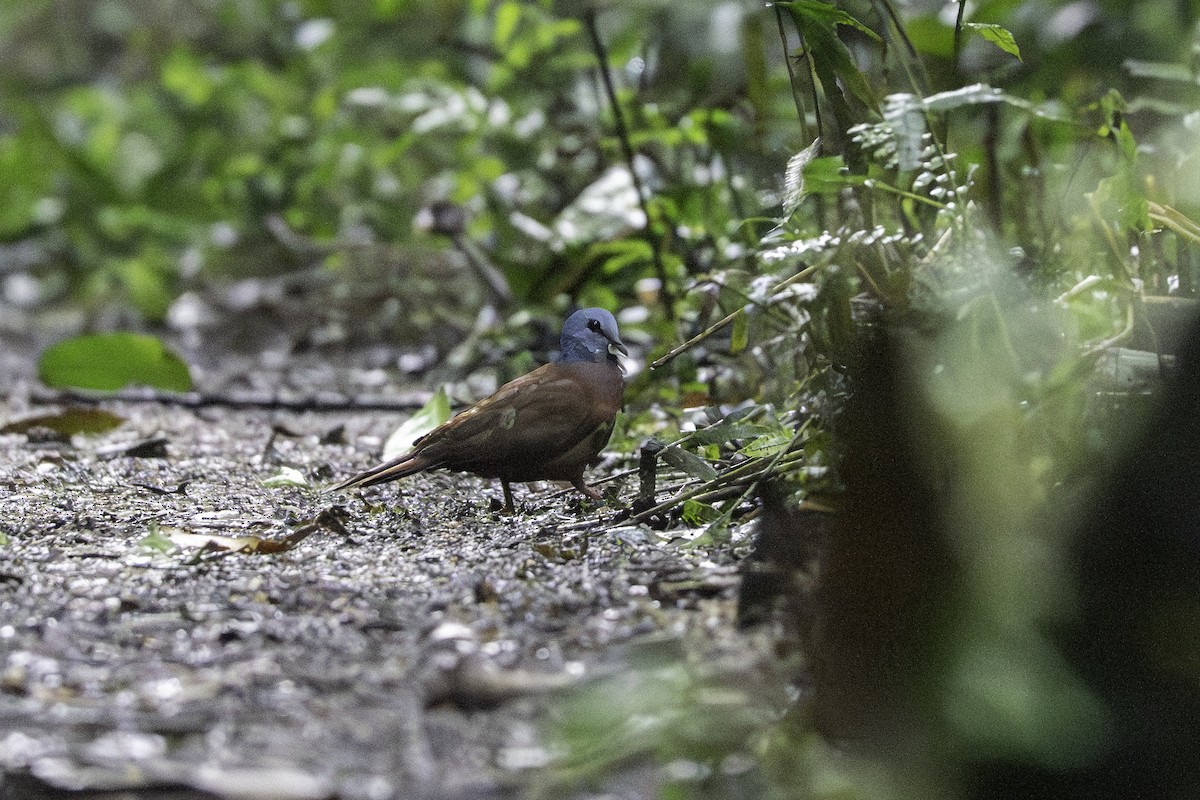 Blue-headed Wood-Dove - ML646850589