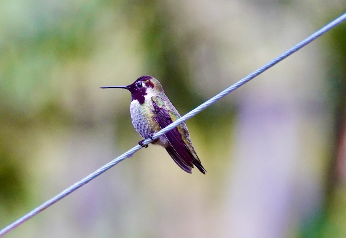 Anna's Hummingbird - ML646850593