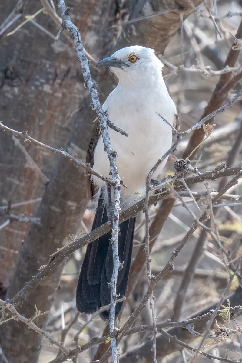 Кратеропа намібійська - ML646850599