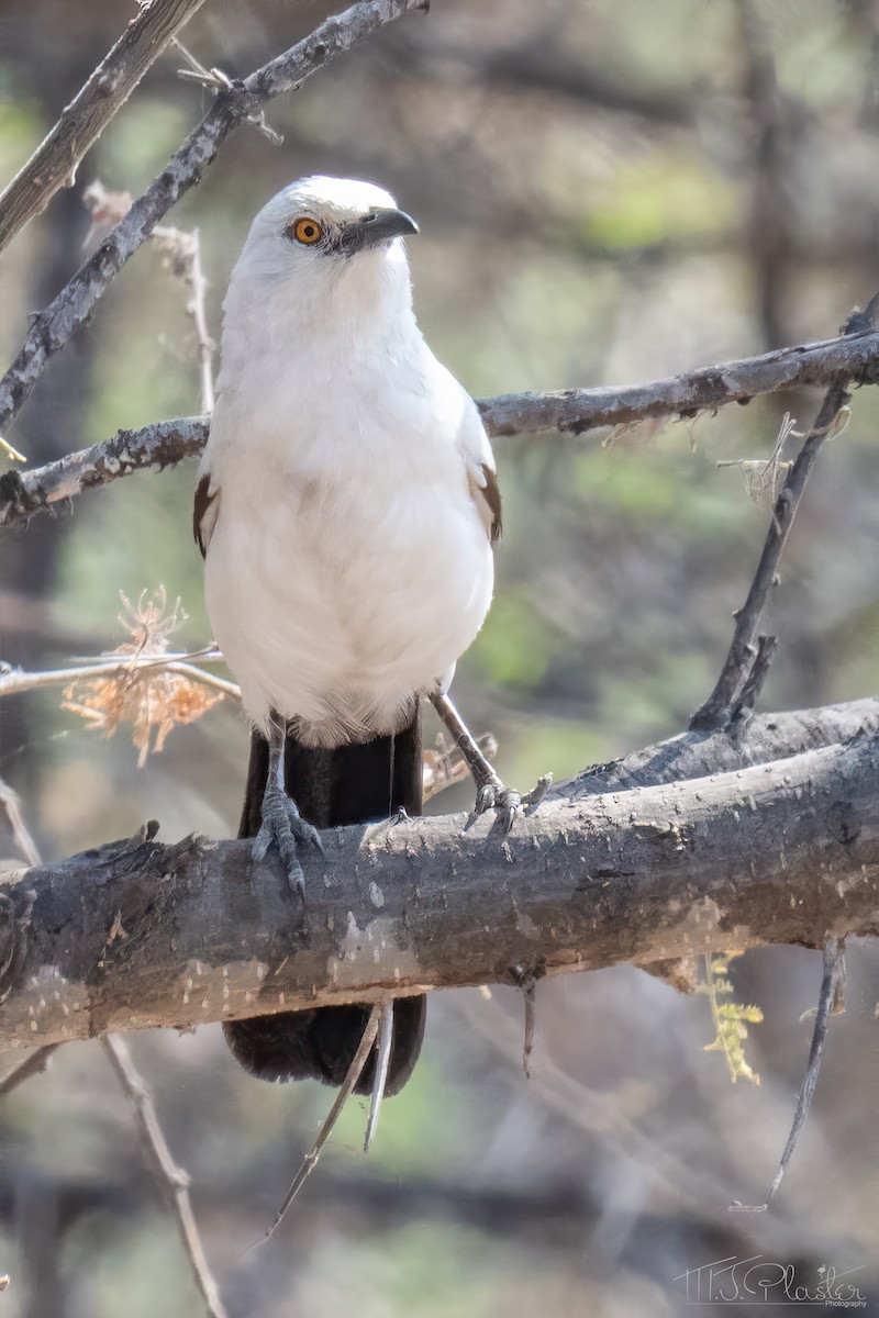 Кратеропа намібійська - ML646850600