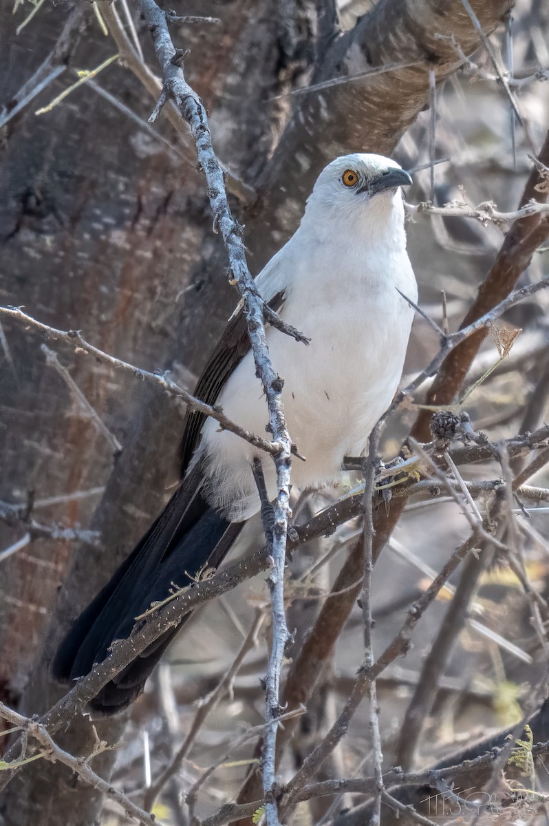 Кратеропа намібійська - ML646850601