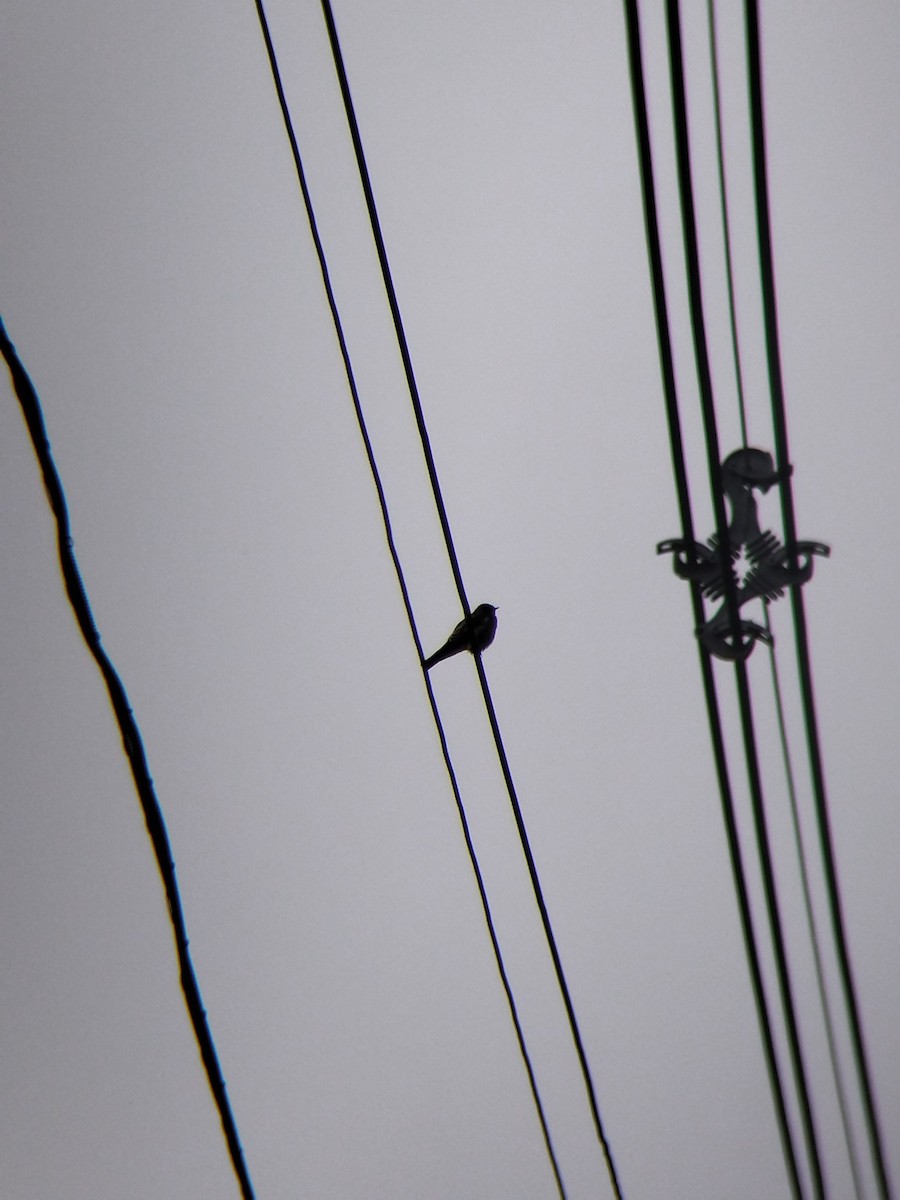 Zimtkehlschwalbe - ML646850614