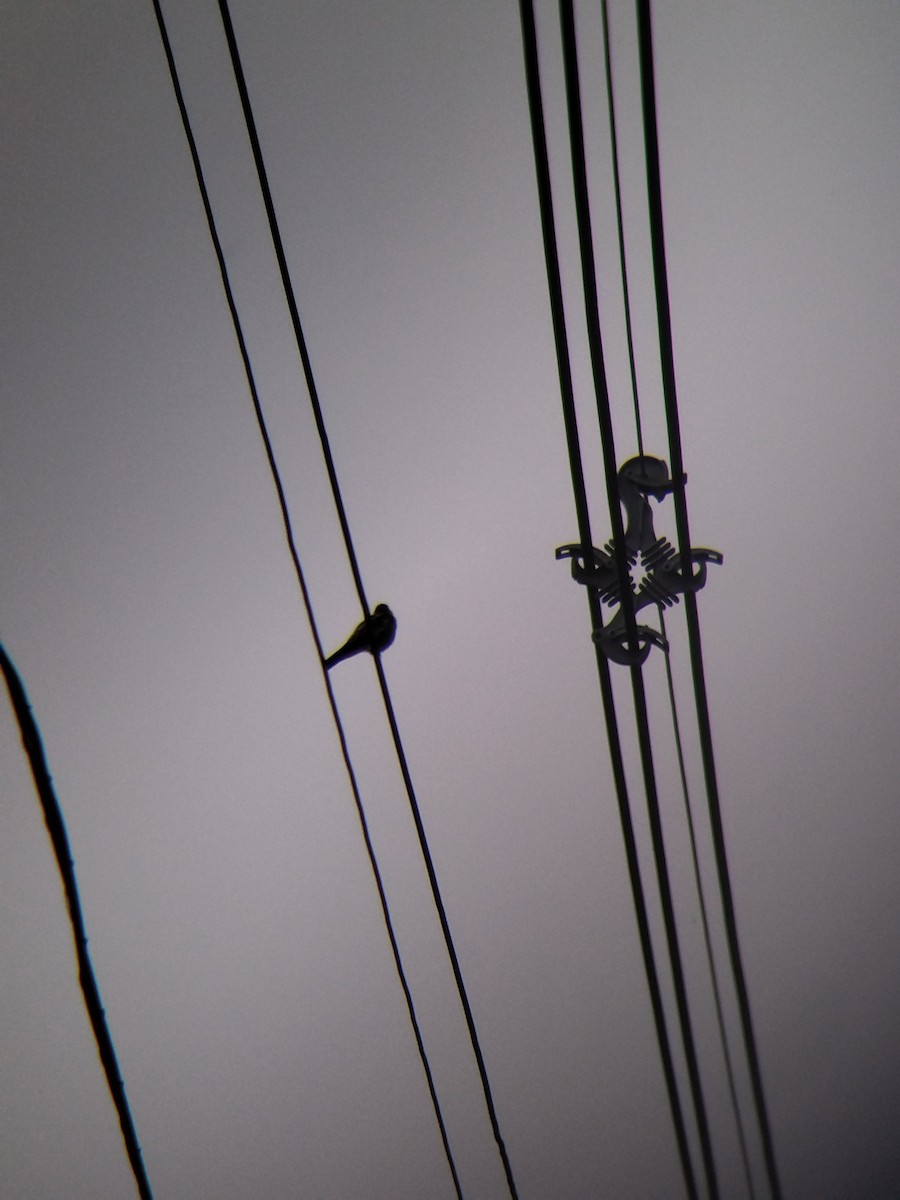 Zimtkehlschwalbe - ML646850615