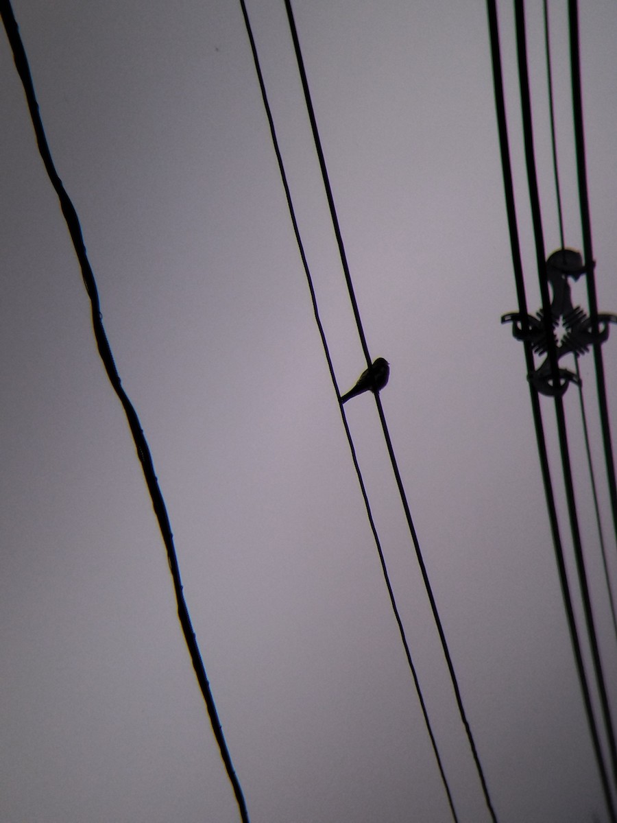 Zimtkehlschwalbe - ML646850616