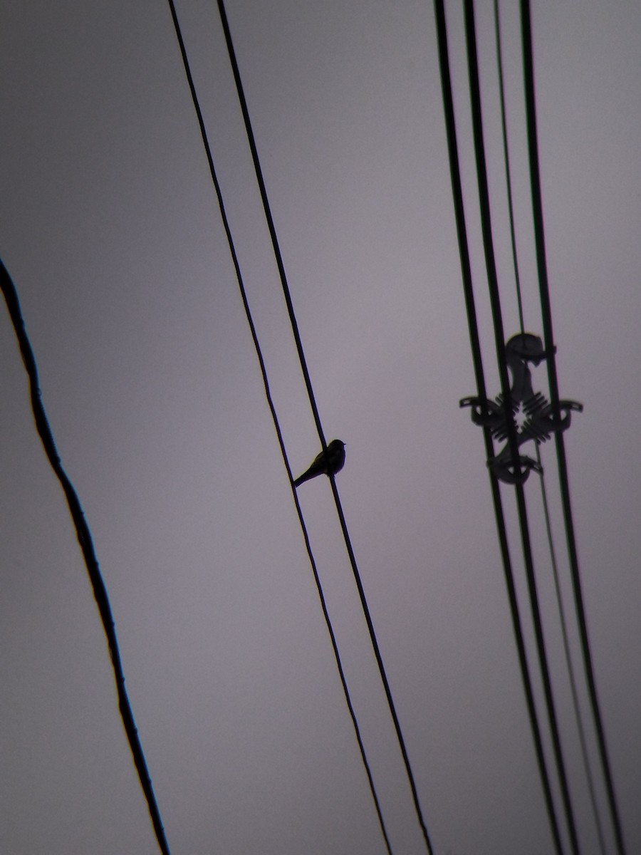 Zimtkehlschwalbe - ML646850617