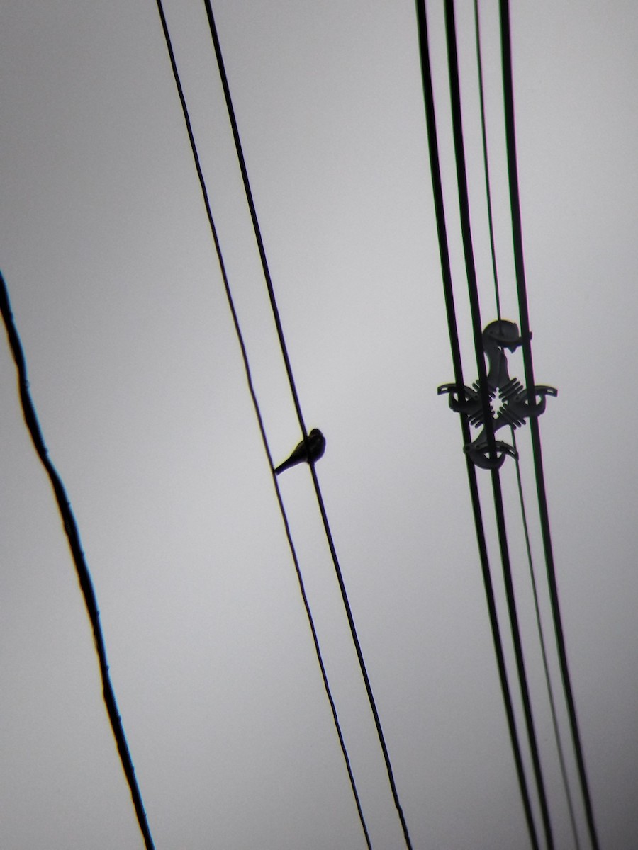 Zimtkehlschwalbe - ML646850618