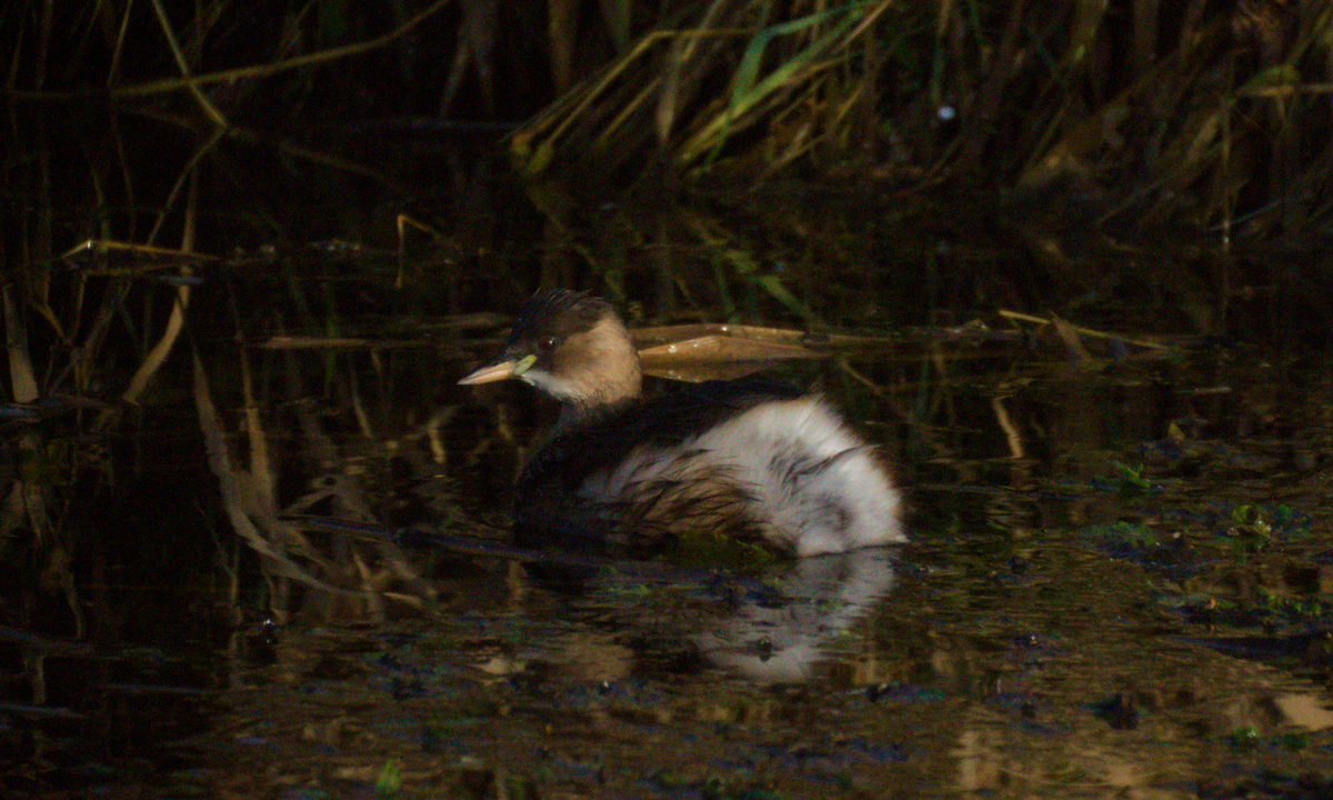 טבלן גמדי - ML646850620