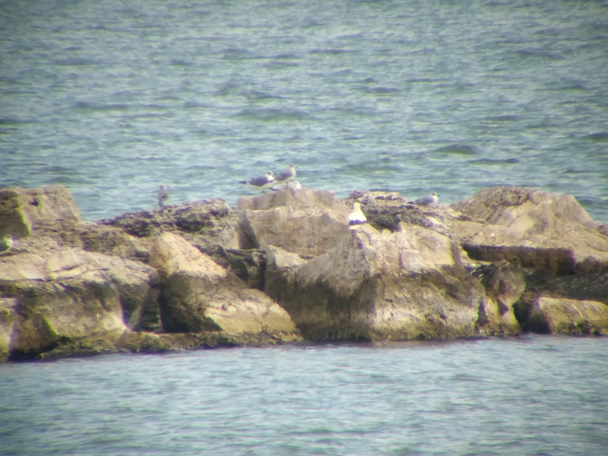 Красноногая олуша - ML646850626