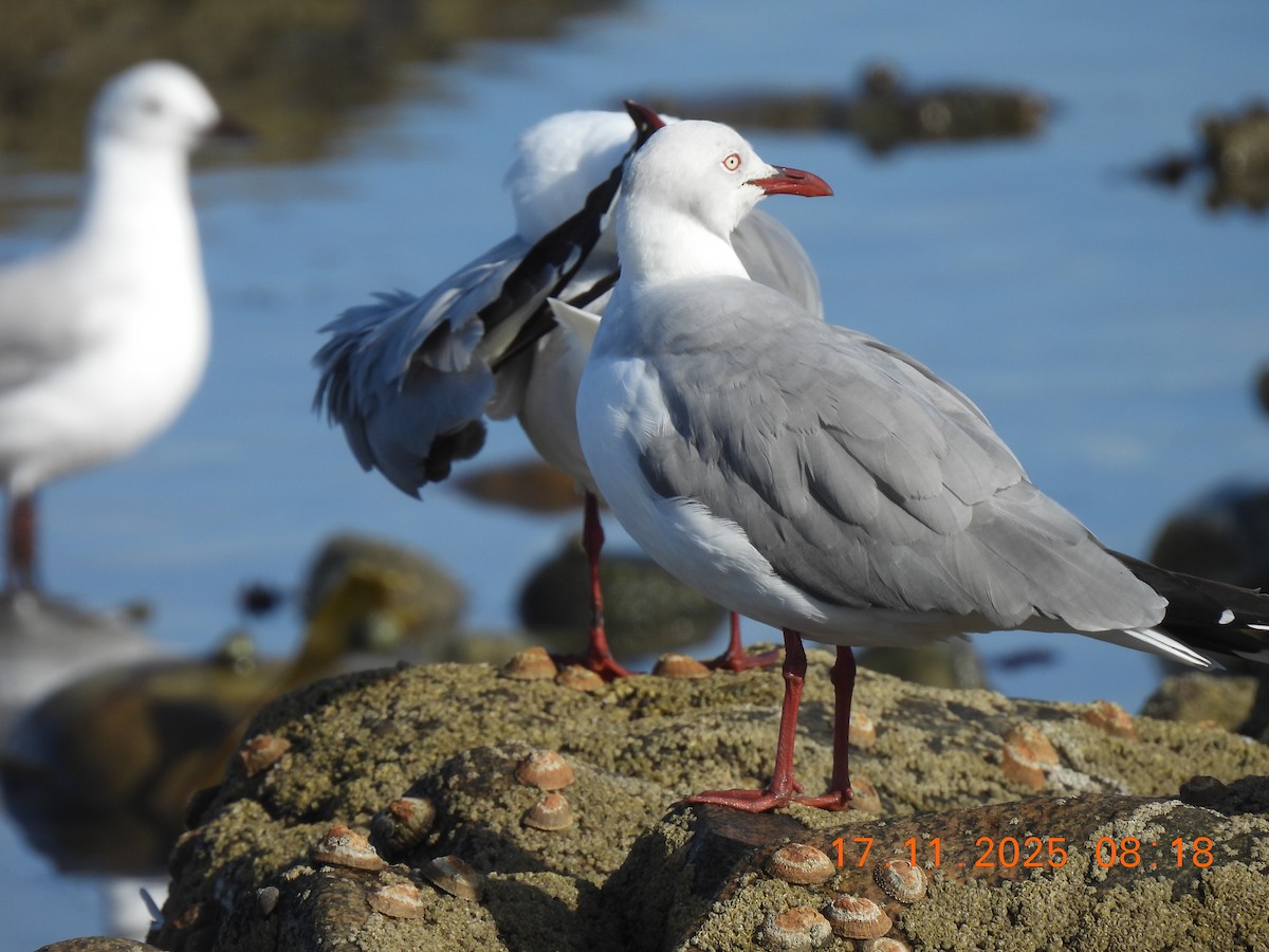 Gray-hooded Gull - ML646850628