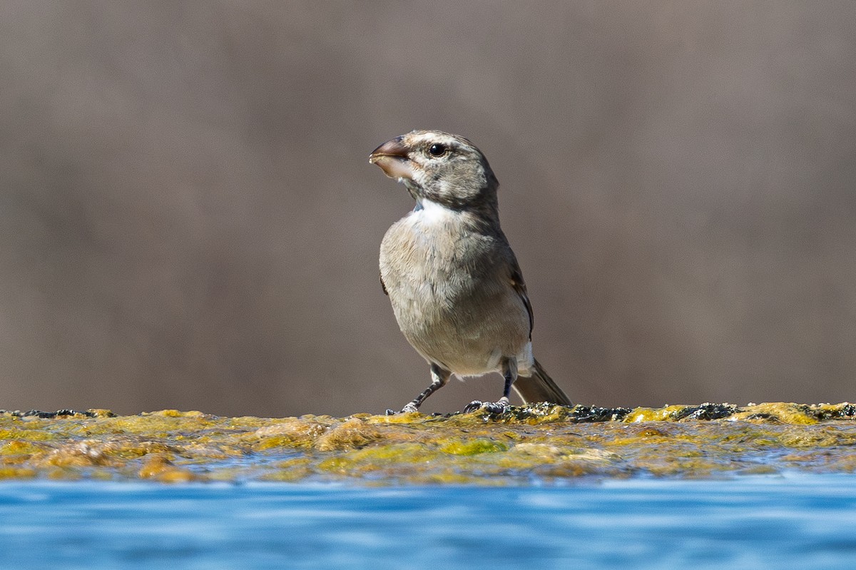 White-throated Canary - ML646850629