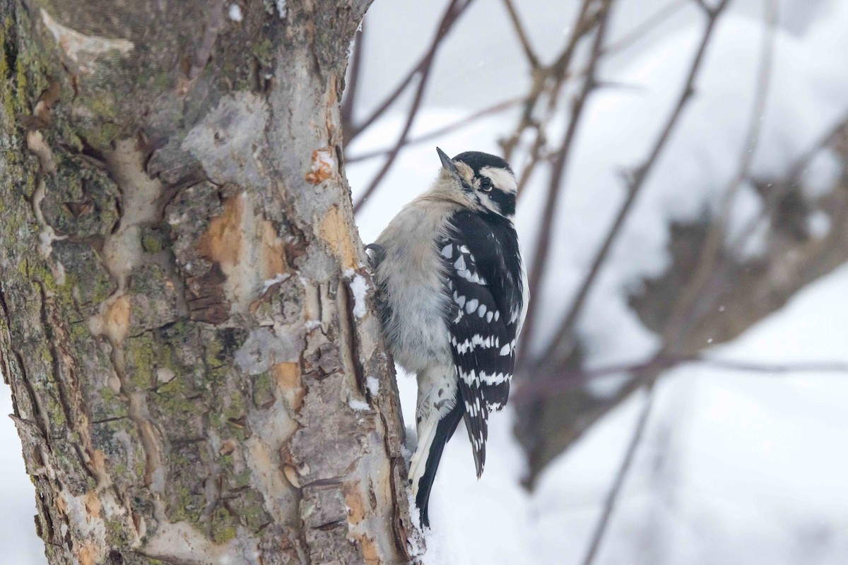 dunspett - ML646850630