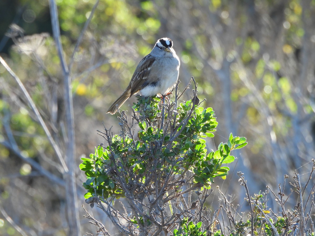 Porsuk Serçesi - ML646850636