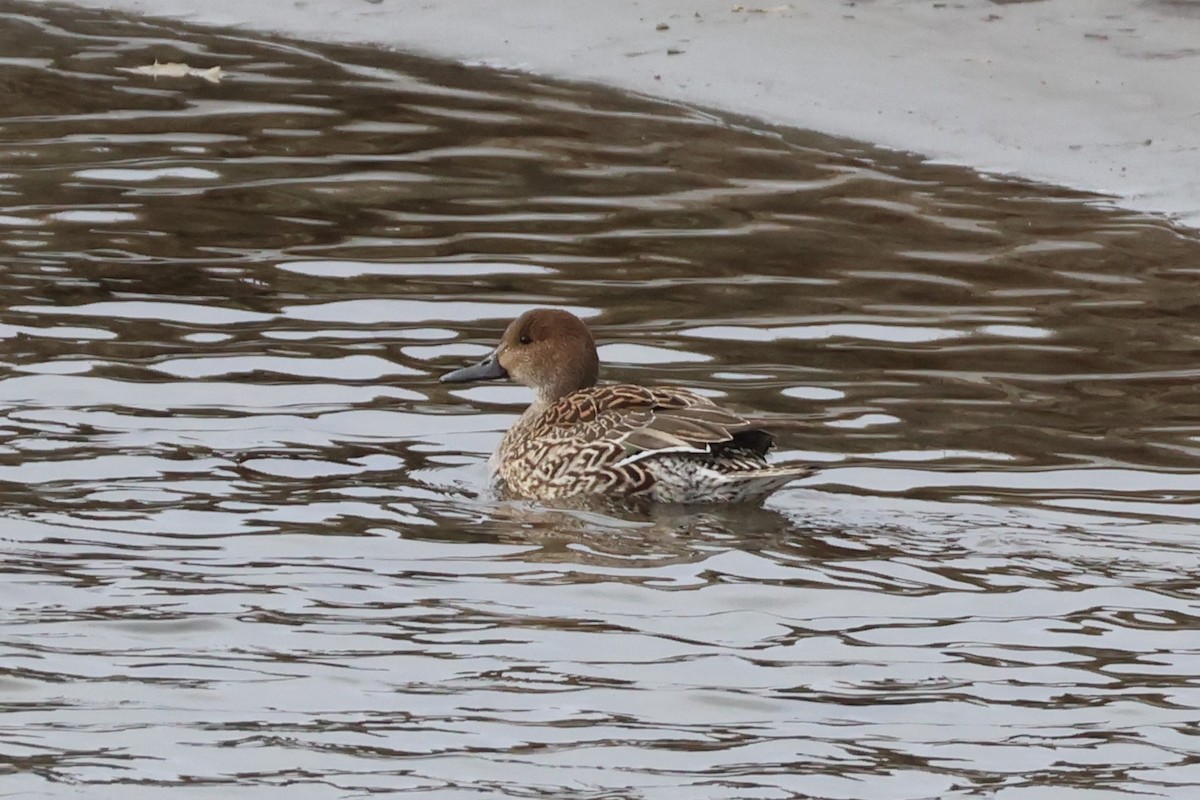 Ahate buztanluzea - ML646850640