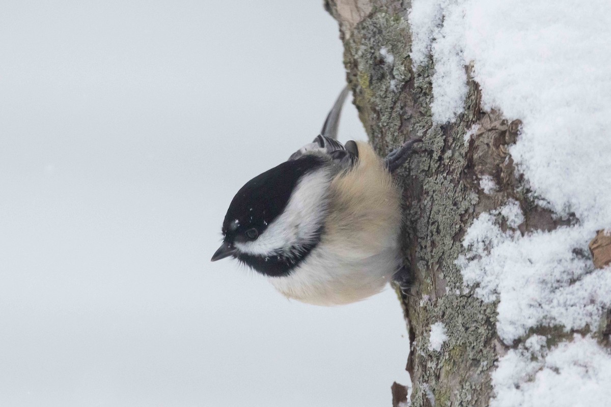 amerikameis - ML646850641