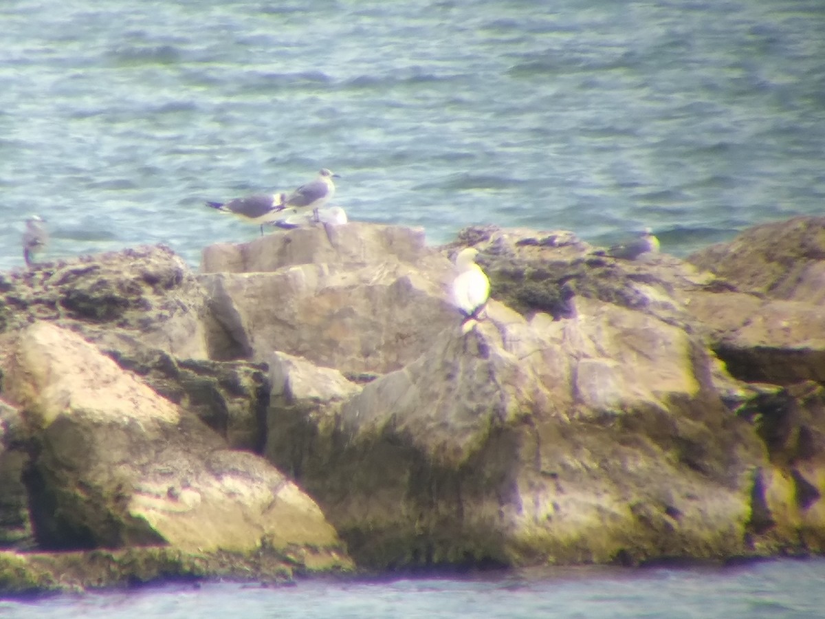 Красноногая олуша - ML646850642